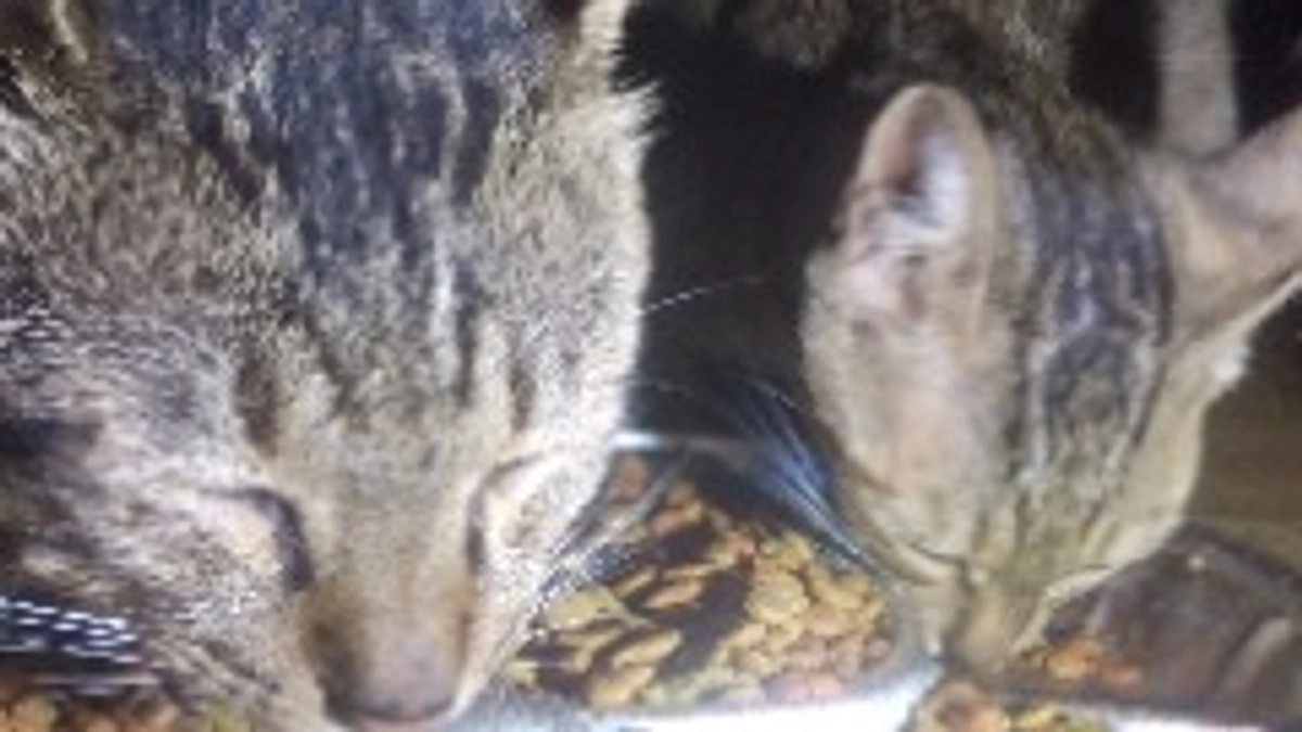 お腹が空いたら帰ってくる保護父猫