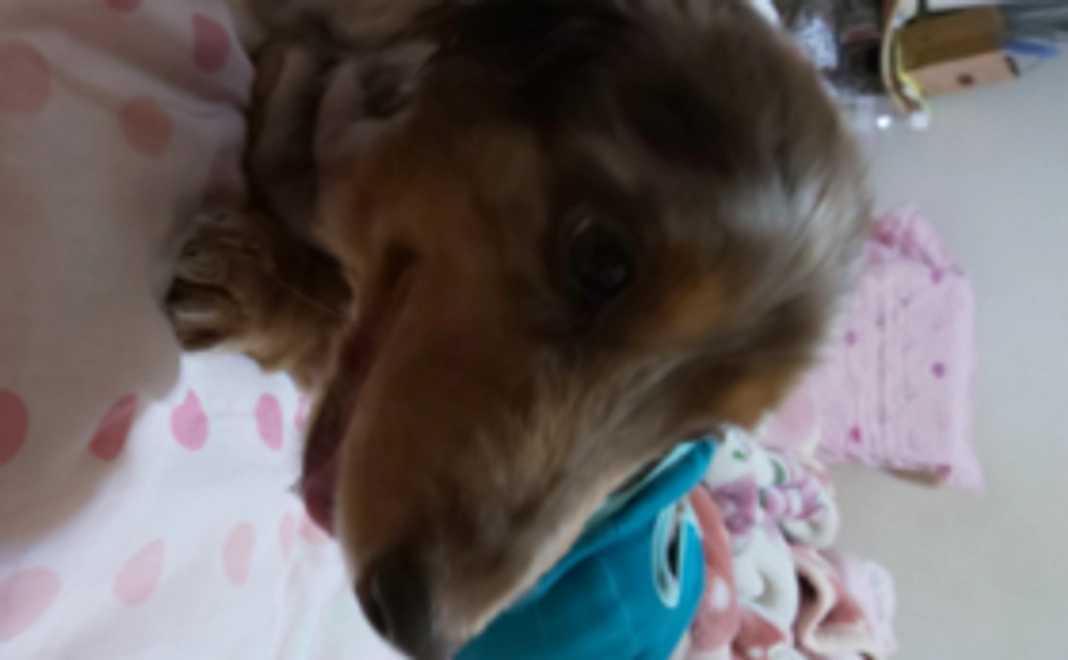 ランラン、お父さん頑張って