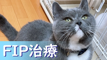 愛猫プルートのFIP治療のご支援のお願い のトップ画像