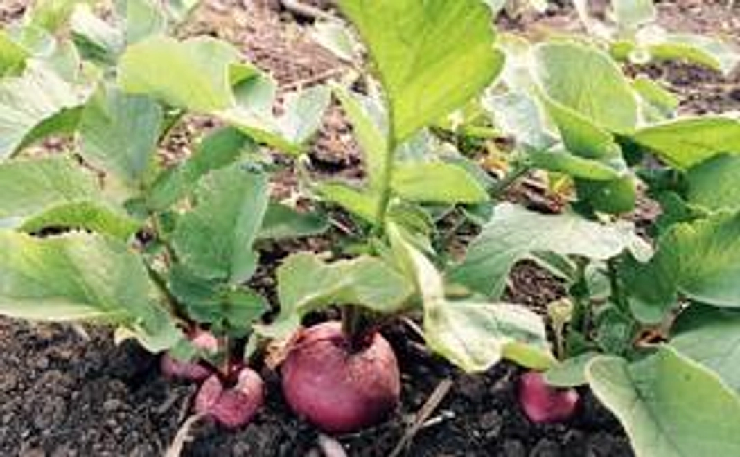 自然栽培野菜と加工品のギフト