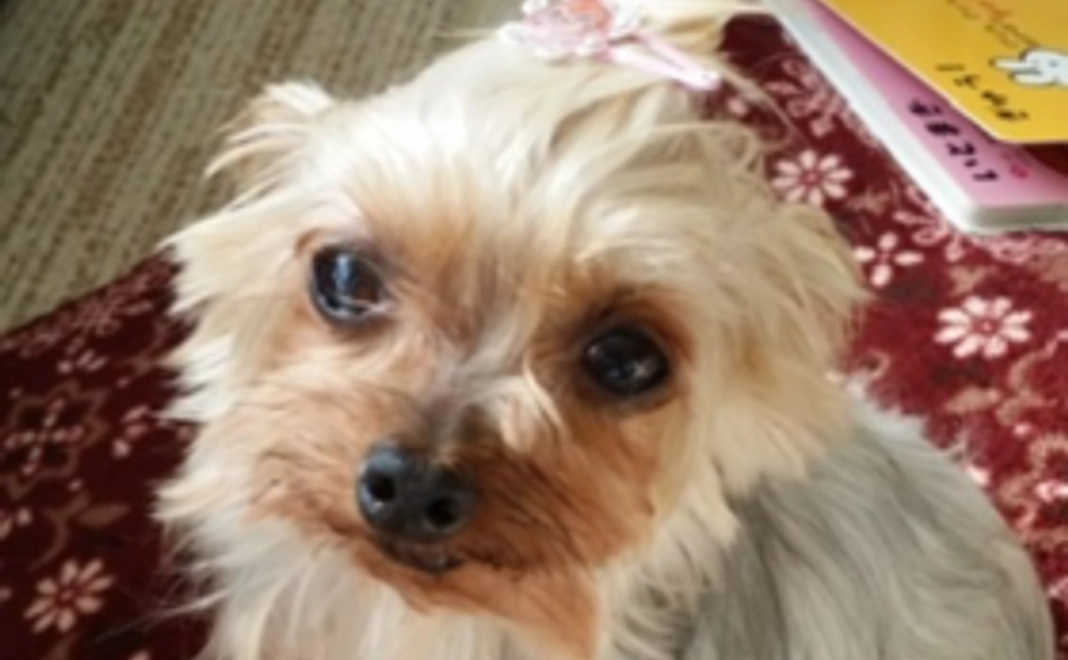 メロン応援サポーター