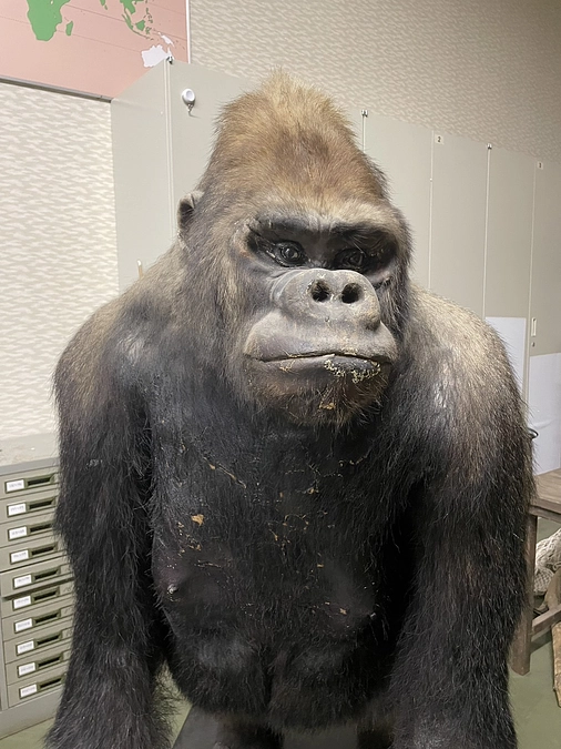 【クラファン活動報告71】剥製の修復　生配信❗️