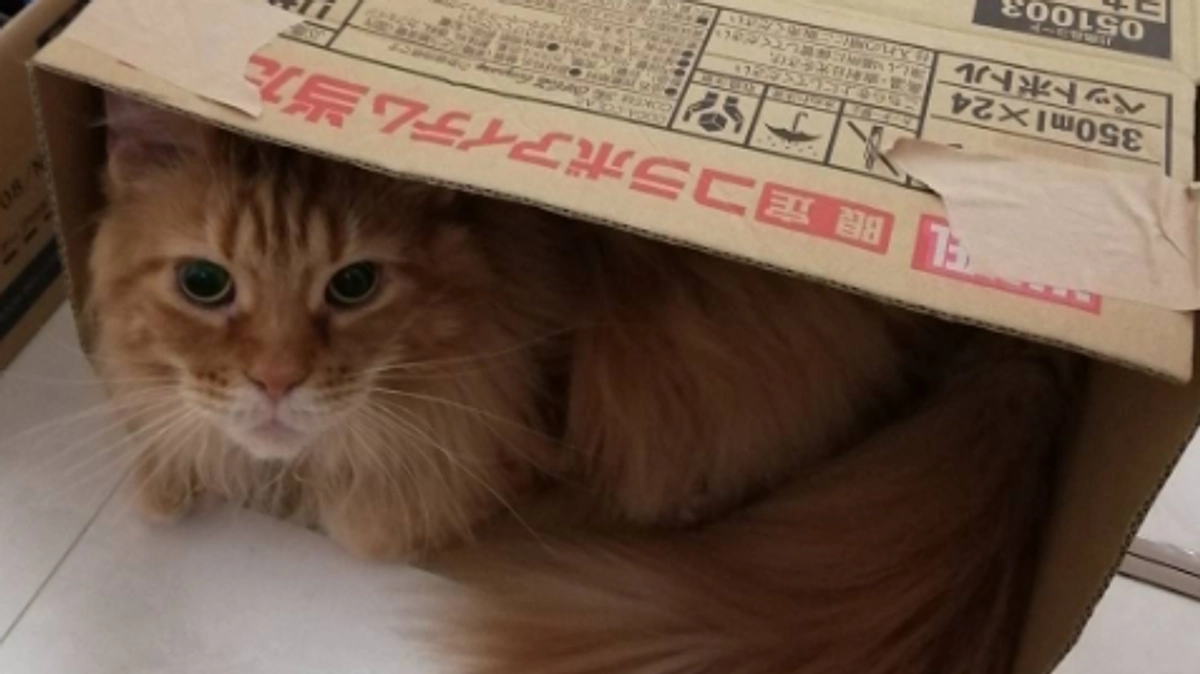 皆様への御礼と現在のロイの状態をご報告します