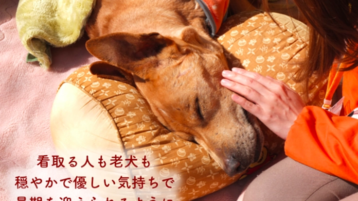 いっしょに介護し殺処分を未然に防ぐ、老犬デイサービス開設へ!
