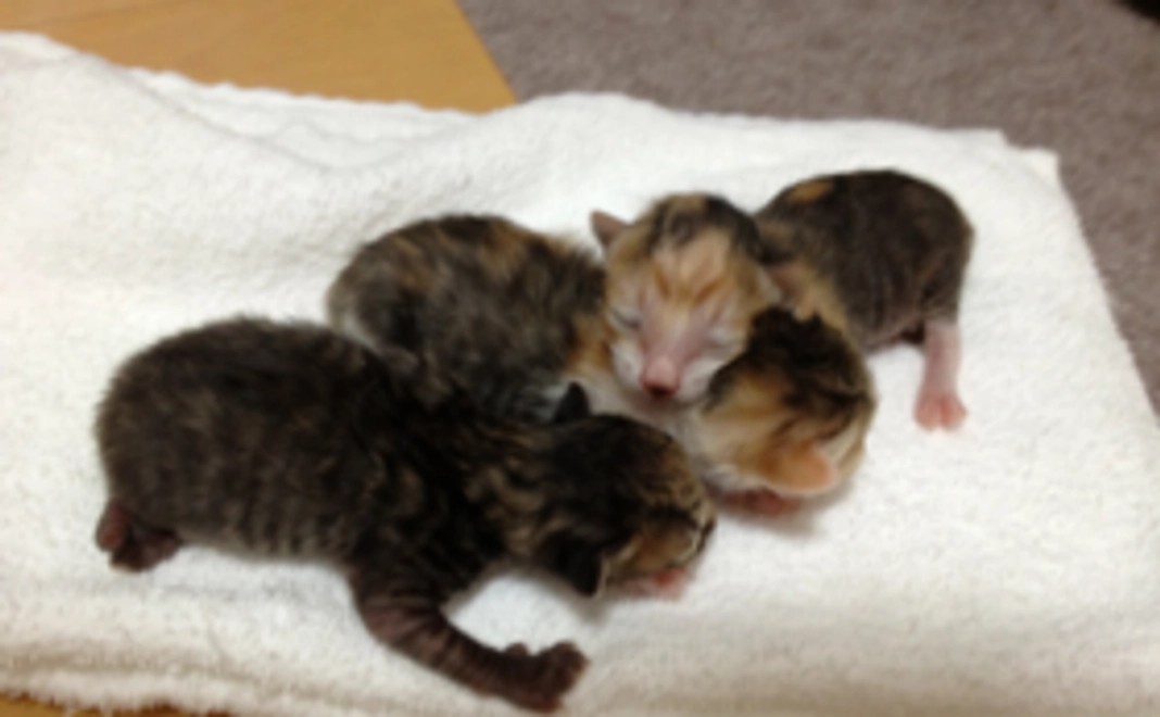 【61匹を応援】にゃんこグッズでお返し