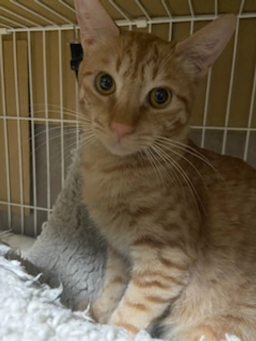 シナモン　FIP投薬35／84日