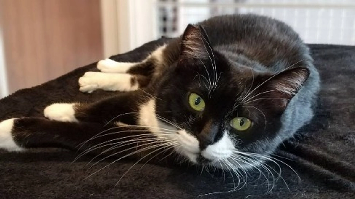 片原横町施設のエメちゃん