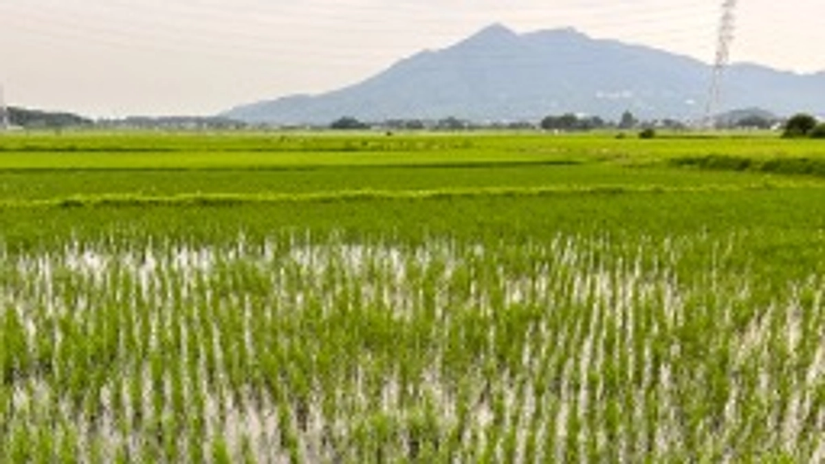 2024年「半夏生米」田植え後4週間目
