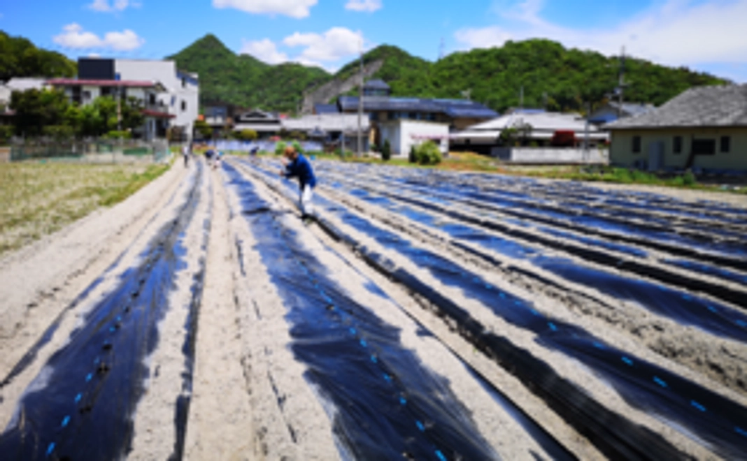 【素敵な畑ライフ！】畝をお貸しいたします！