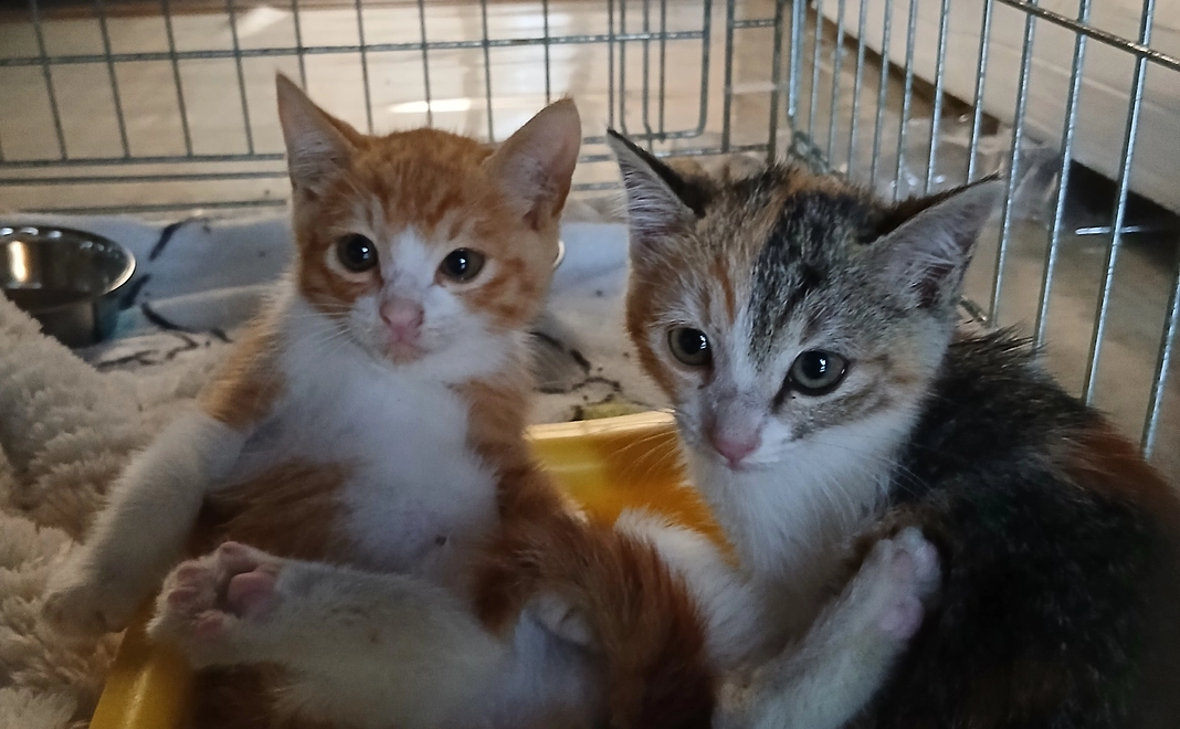 感謝のメール②