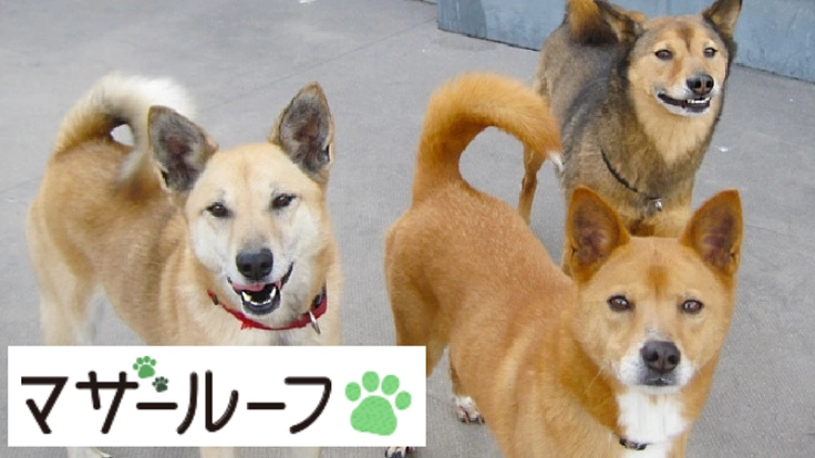 保護猫専門を併設し、空白時間を改善した動物病院開業にご支援を！