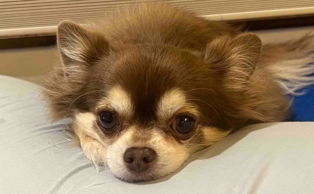 メロへの支援1000