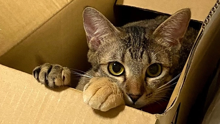 難病 猫伝染性腹膜炎(FIP)と闘うなつにご支援お願い致します