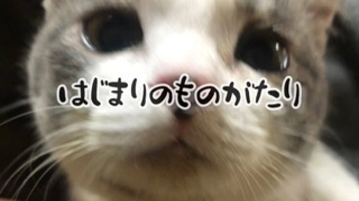 殺処分される猫を1匹でも減らしたい