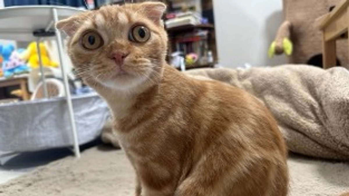 FIP治療経過観察3日目