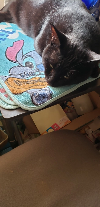 今日の朝薬と幸ちゃん