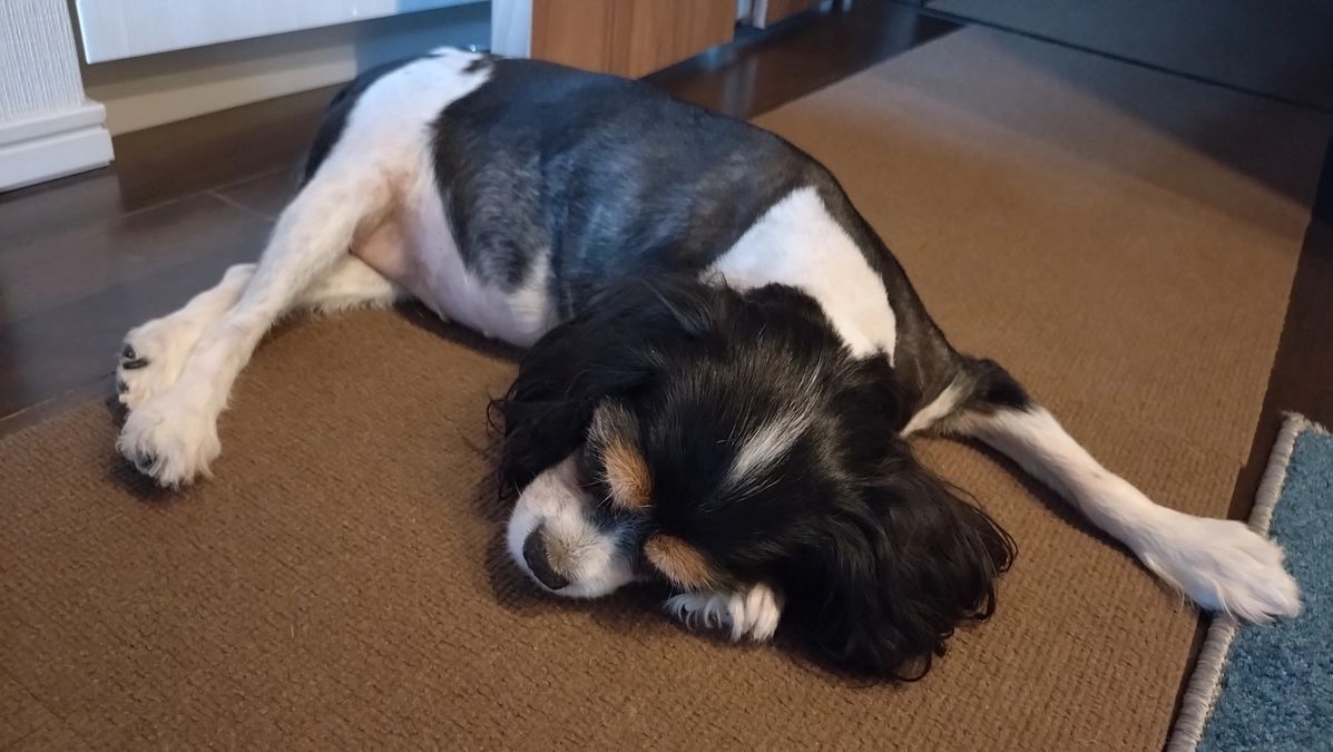 9月24日ハニーの様子とかかりつけ受診