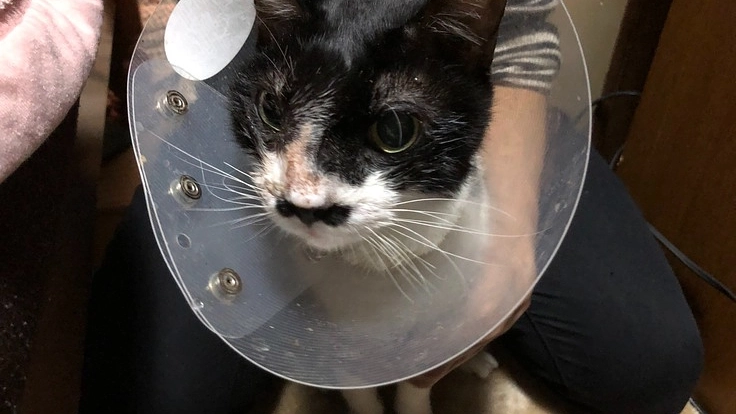 チップ(愛猫)を延命をさせたい（最新の治療法の臨床研究に挑戦）