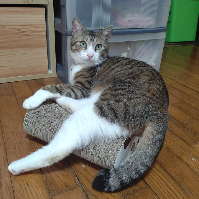 テレビを見てると………