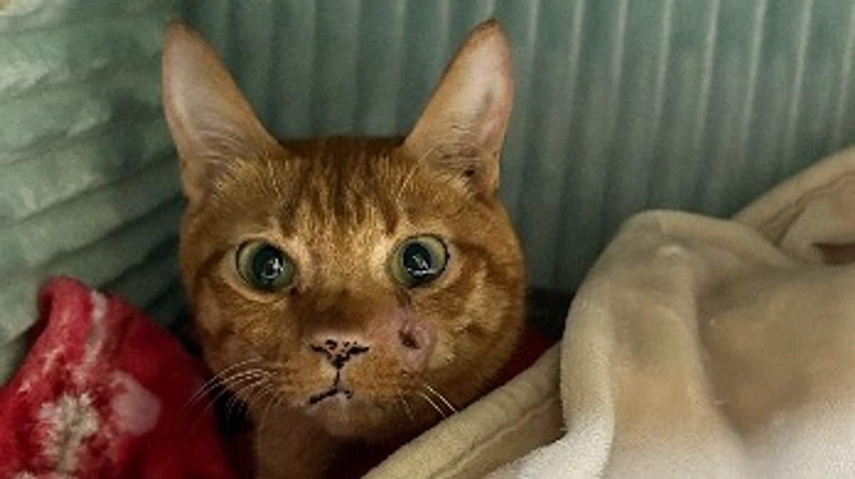 7/22   18回目の抗がん剤治療　2.72kg