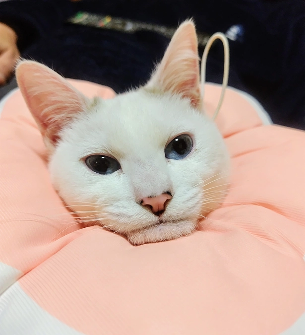 しっぽちゃん元気です〜