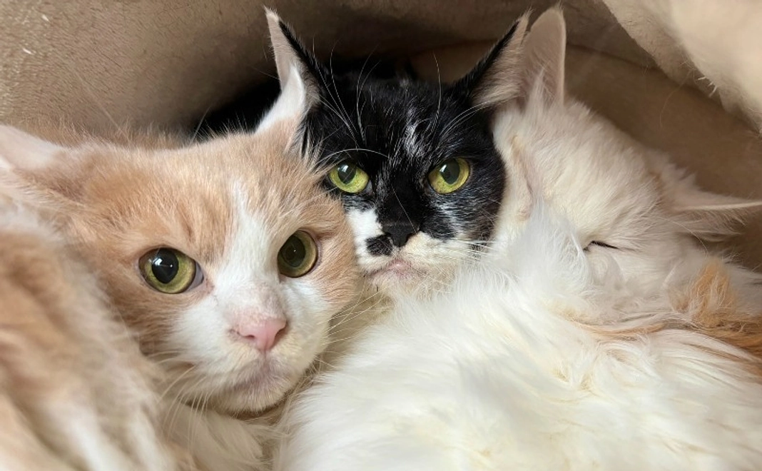 譲渡型ふれあいハウス開設応援コース｜1万円