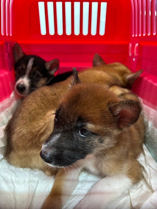 多頭レスキュー