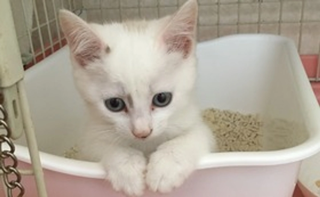 ヴェルちゃん頑張れ－1000円