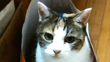 人と動物の共生を目指して～吾輩は地域で生きる猫である～第５弾 のトップ画像