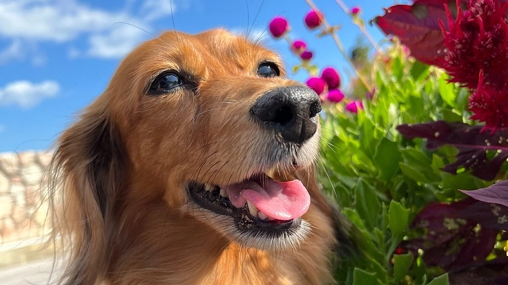 余命3ヶ月　[口腔悪性黒色腫］さくらにご支援を宜しくおねがいします