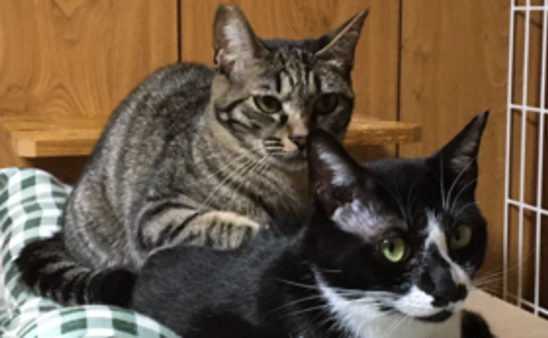 【5,000円】ハーツ活動応援コース