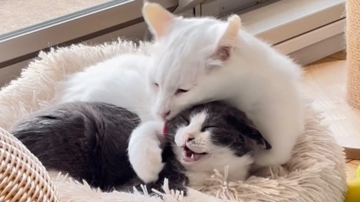 クラファン残り２５日、達成率【５％】