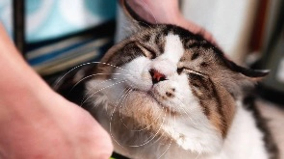 残り20日！毎日押し潰されそうな気持ちと闘っています。応援くださる皆さん、動物達と共に達成したいです