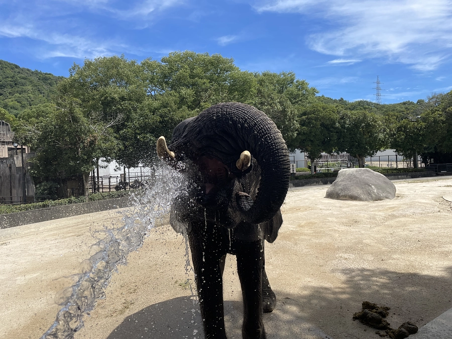 「マルミミゾウってどんな動物？」①～③を一挙に紹介