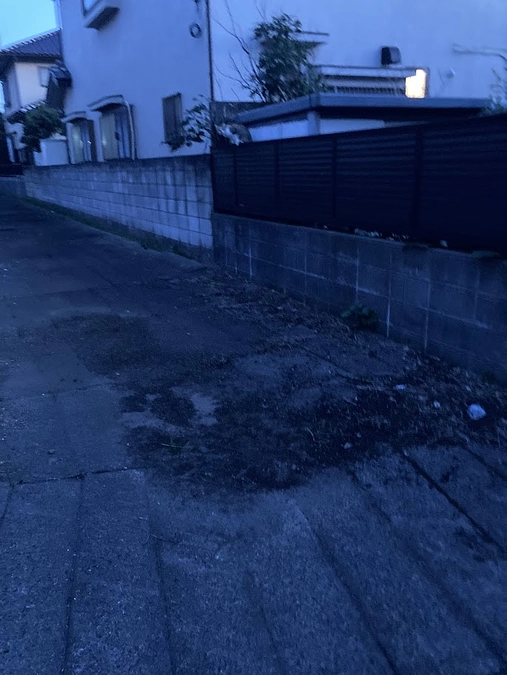 【ついに子猫、目撃！！生きていました】