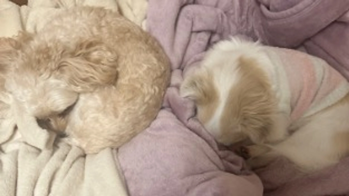 残り19日　達成率54%