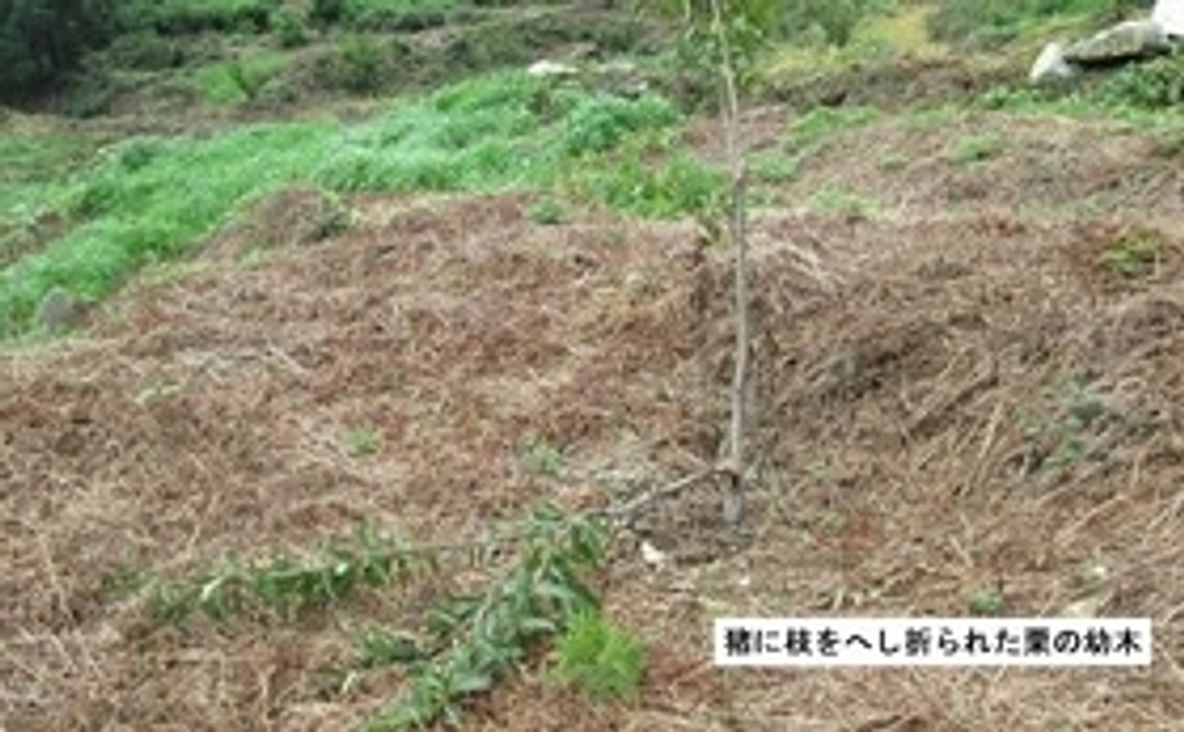●お礼の手紙と福田屋の和栗のお菓子を送ります。