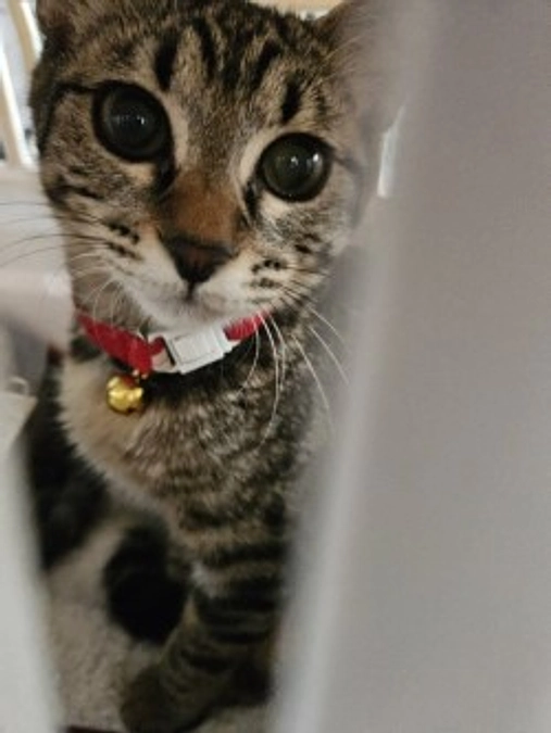 【活動報告】捨て猫だったアゴちゃん、キーちゃん、トライアル開始しました！