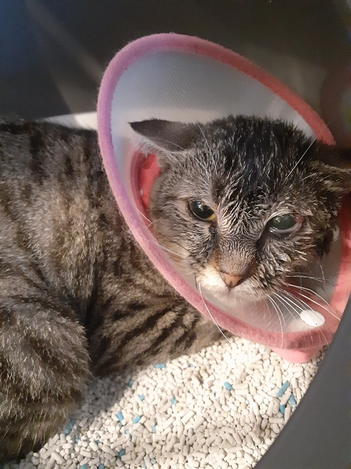 【こももちゃん】と新しく迎えた【かすみ君】