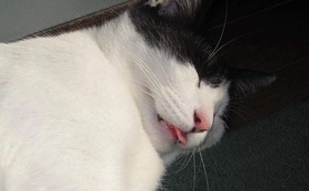 しんちゃんのイラストのカード