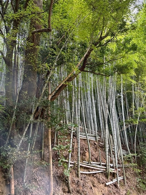 放置竹林を一つ再生しました！