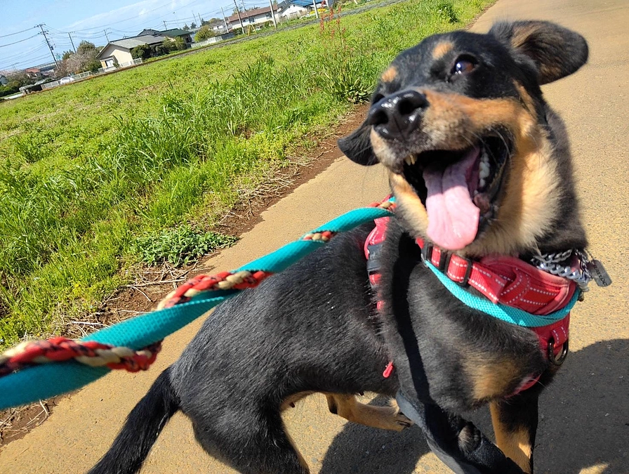 楽しいお散歩　ベティと仲間達