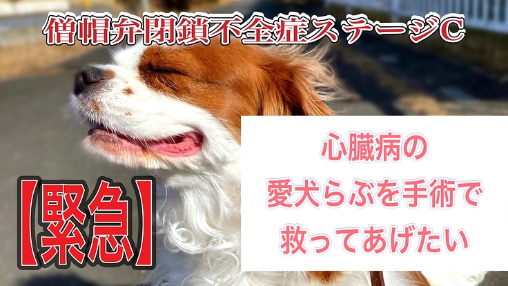心臓病(憎帽弁閉鎖不全症)の愛犬らぶを手術で助けたい