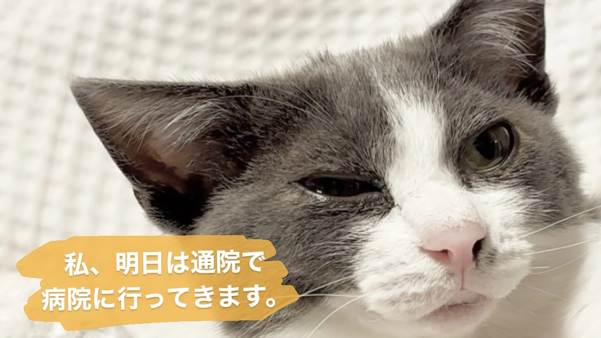 明日は通院日です。クラファン終了日まで残り８日／達成率２６％お市の命を守るためにお力を貸して下さい