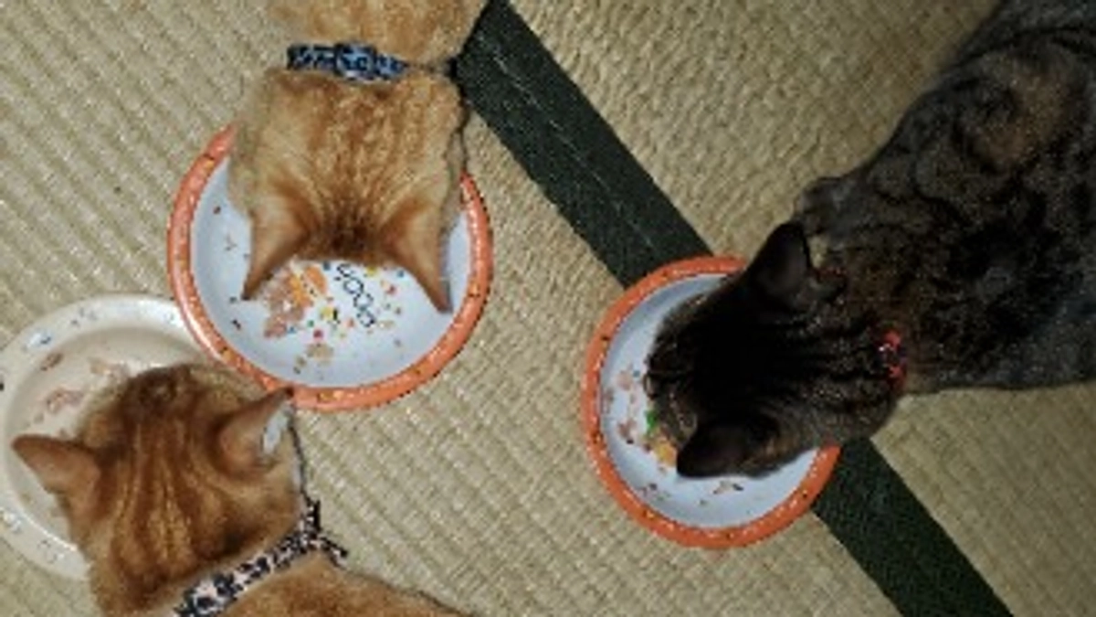 ごーちゃんから皆様へ