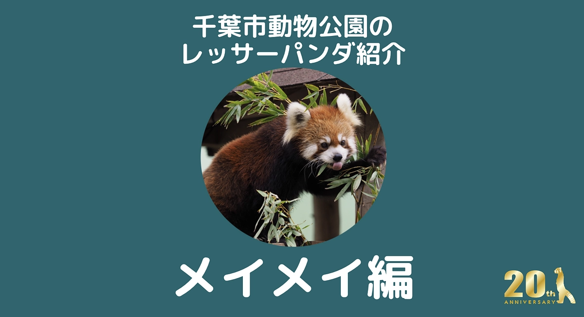 千葉市動物公園のレッサーパンダ紹介！【メイメイ編】