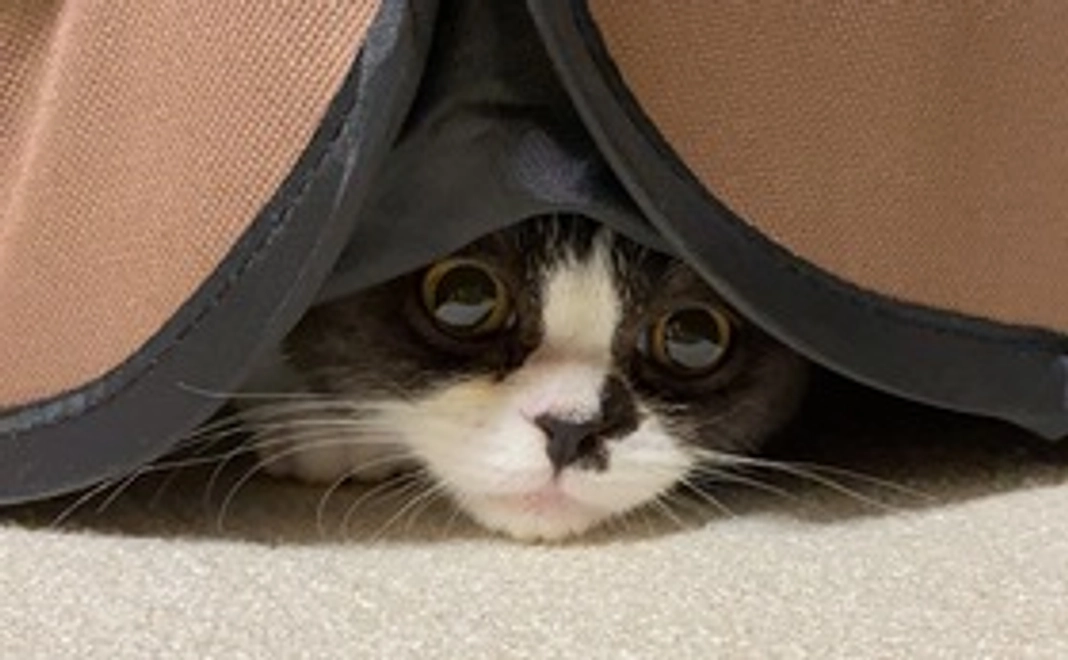 支援１　御礼のメールと写真