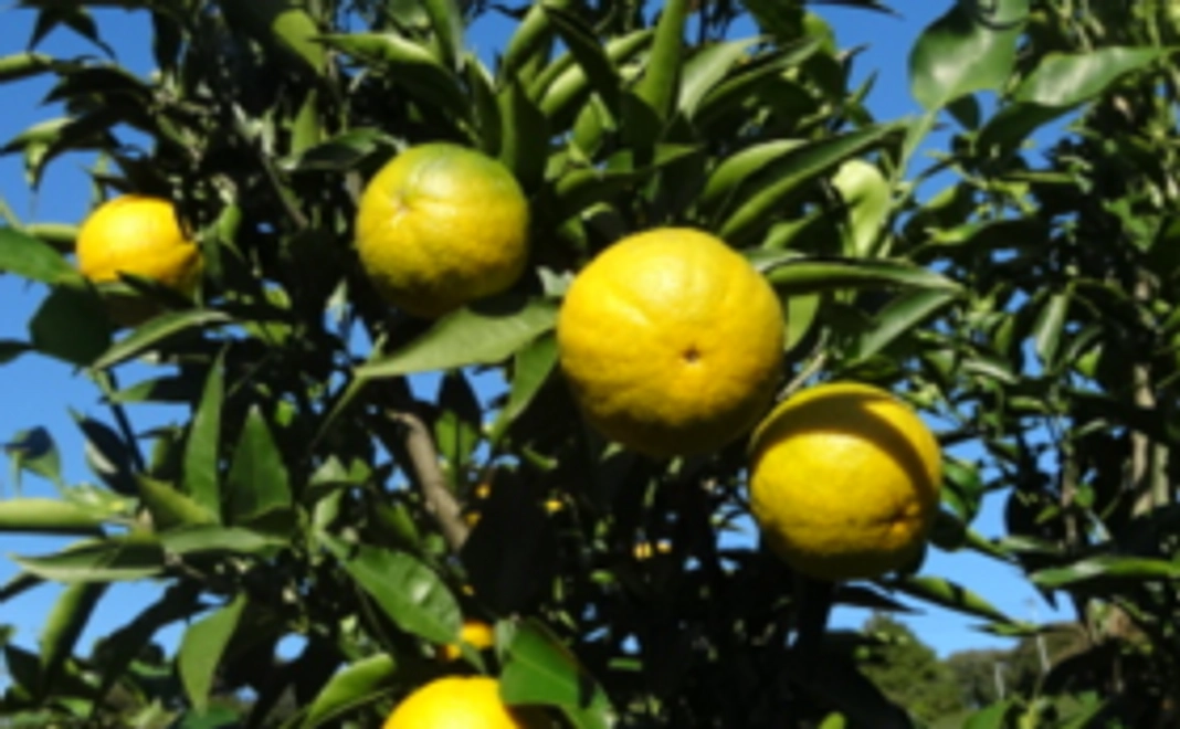 じゃばらで応援コース