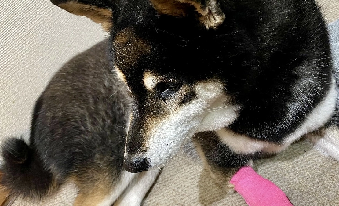 腫瘍が小さくなってる！