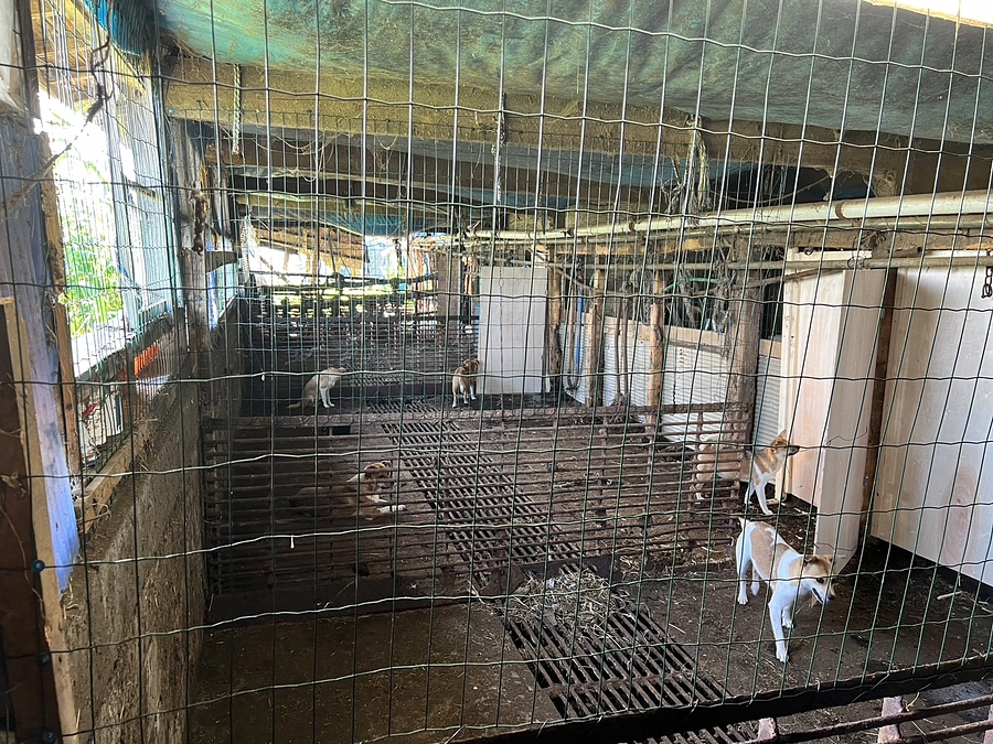 犬舎改修作業が着々と進んでいます！